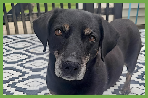 Raiya, an adoptable Terrier in Amherst, MA
