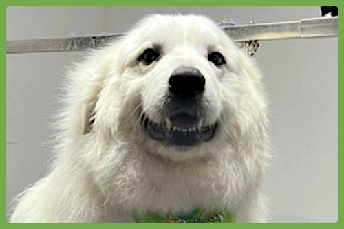 Sampson, an adoptable Great Pyrenees in Amherst, MA