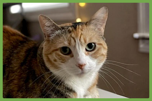 Philo, an adoptable Domestic Short Hair in Amherst, MA
