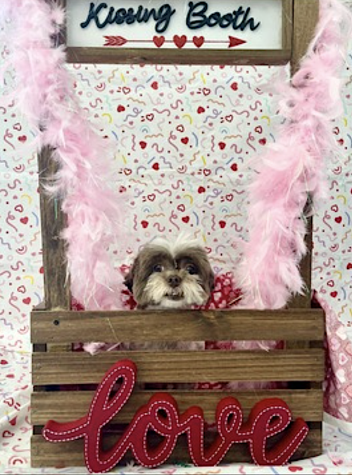 Cookie, photo 3