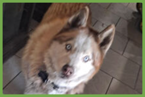 Wolf