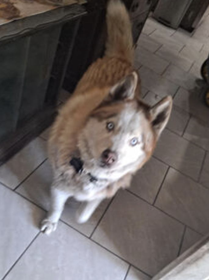 Wolf