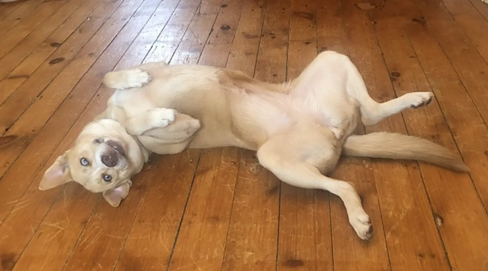 Stella image 2