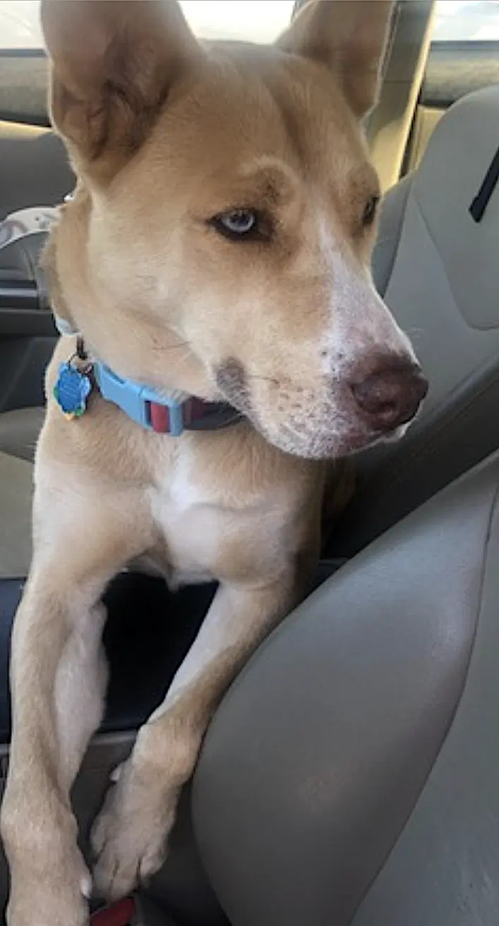 Stella image 4