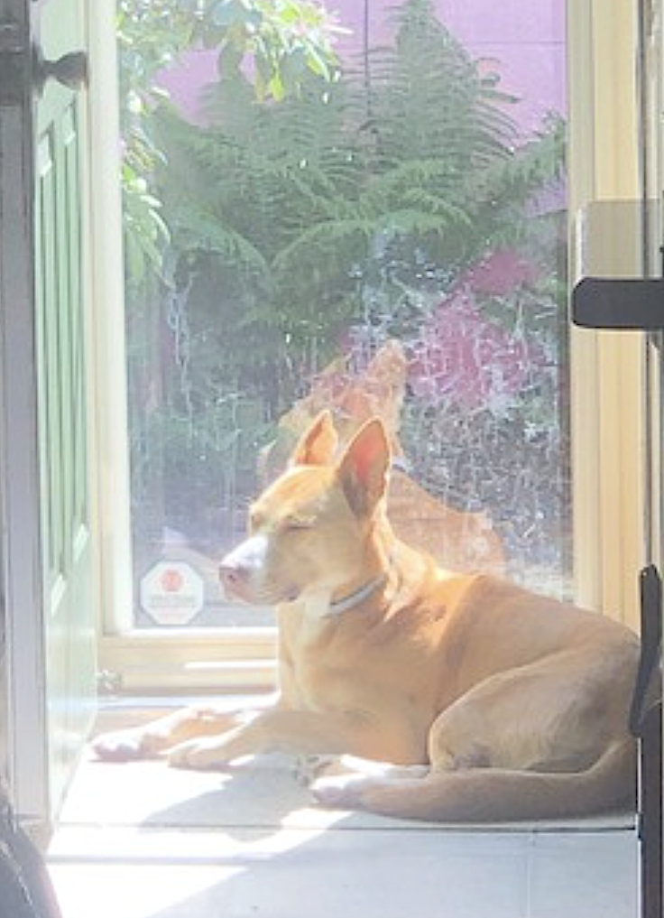Stella