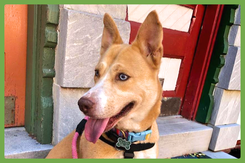 Stella, an adoptable Siberian Husky in Amherst, MA