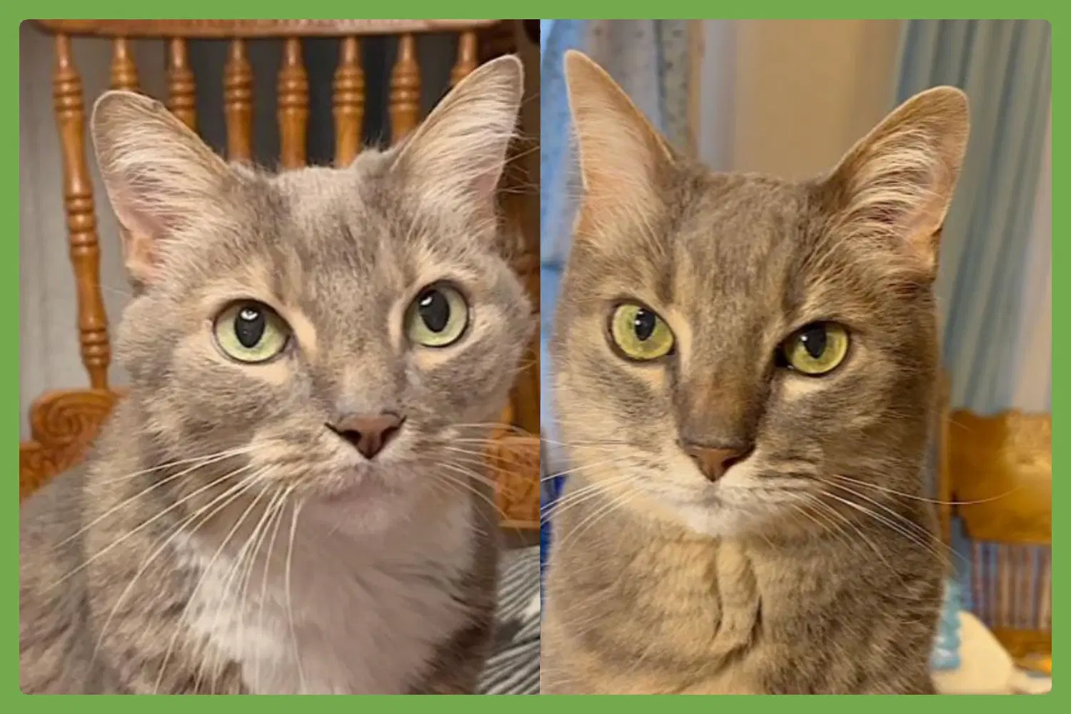 Veruca And Violet - Domestic Short Hair