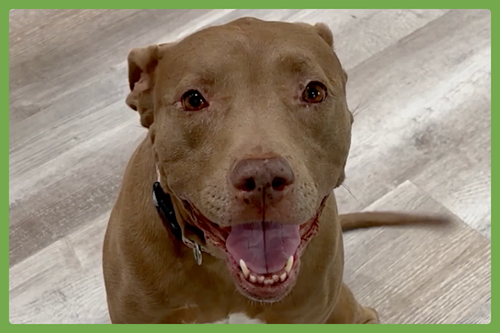 Lena, an adoptable American Pit Bull Terrier in Amherst, MA