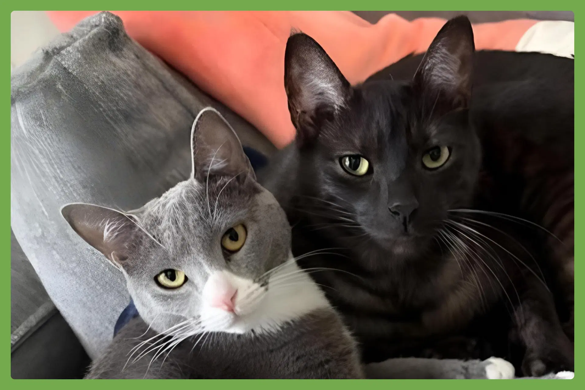 Dory And Jack - Domestic Short Hair