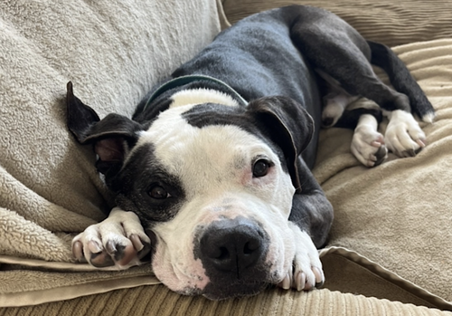 Domino, photo 2