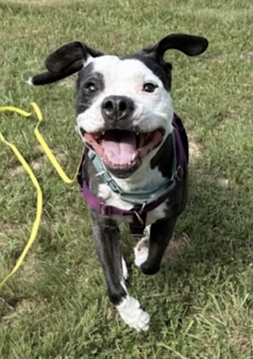 Domino, photo 3