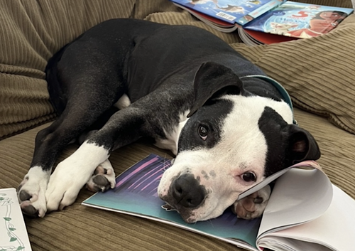 Domino, photo 4