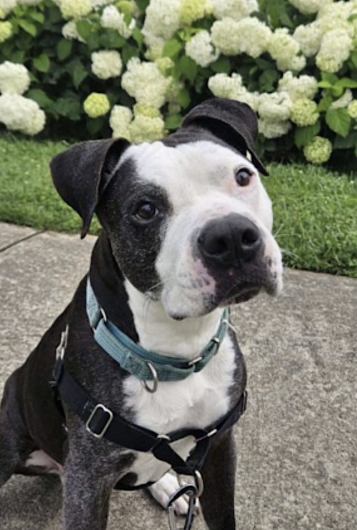 Domino, photo 5