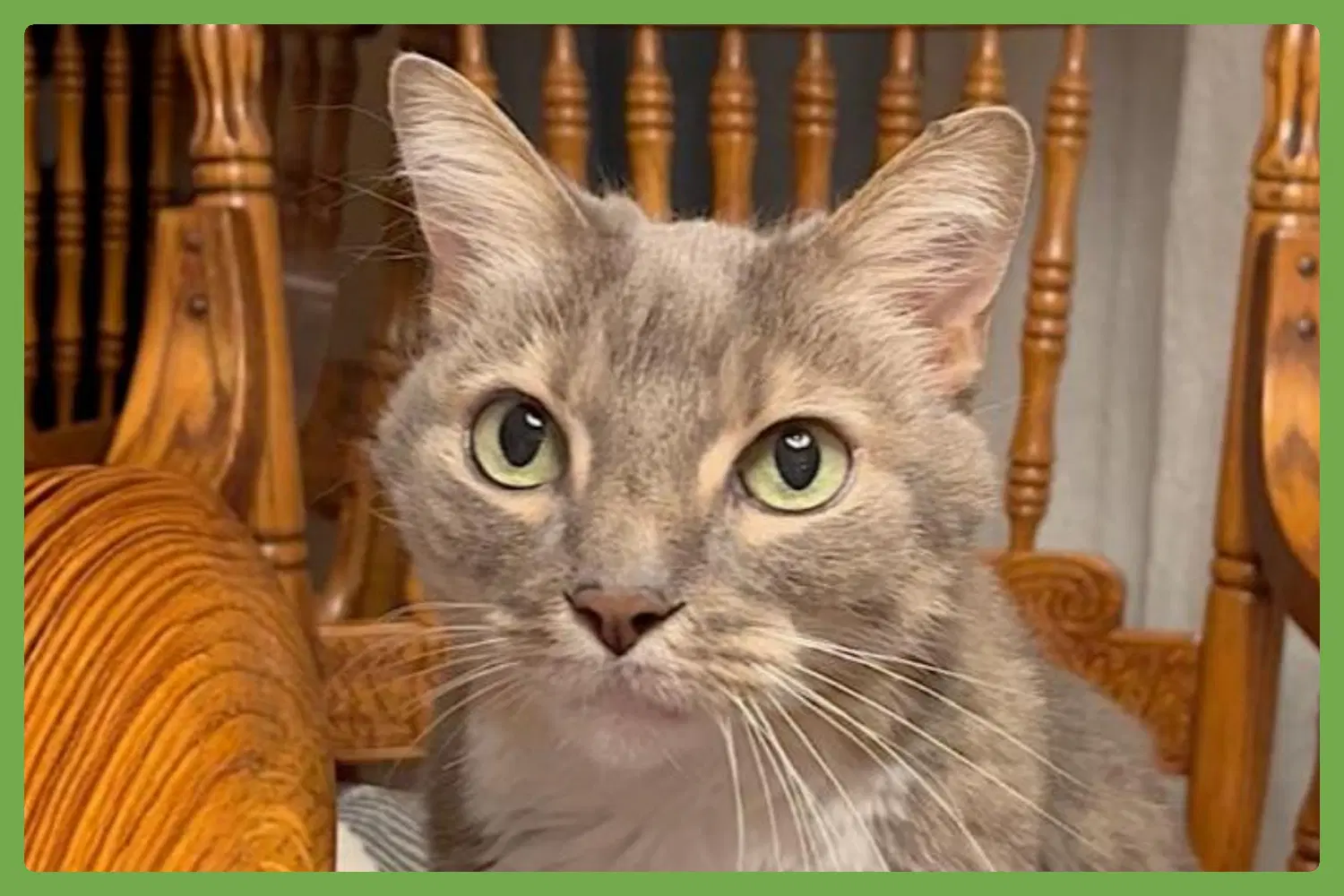 Veruca - Domestic Short Hair
