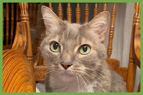 Veruca, Senior Domestic Short Hair (short coat), cat for adoption in Leominster, Massachusetts