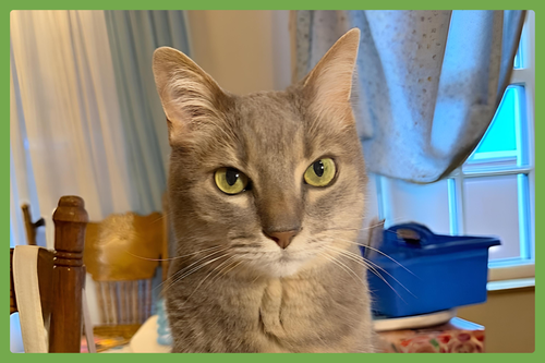 Violet, an adoptable Domestic Short Hair in Amherst, MA