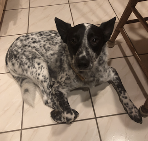 Tofu, photo 3