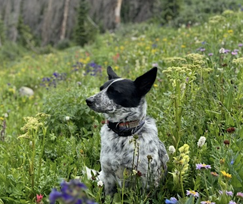 Tofu, photo 7