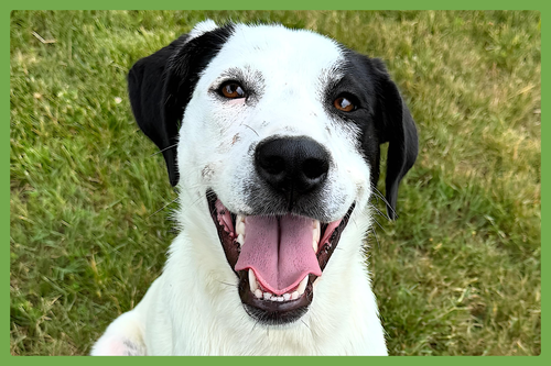 Bella, an adoptable Labrador Retriever in Amherst, MA