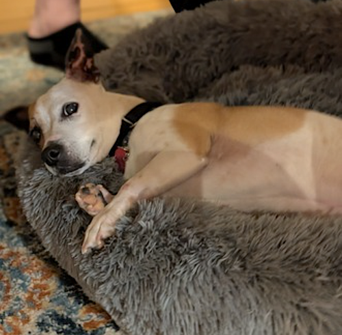 Nutmeg, photo 10