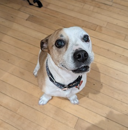 Nutmeg, photo 7