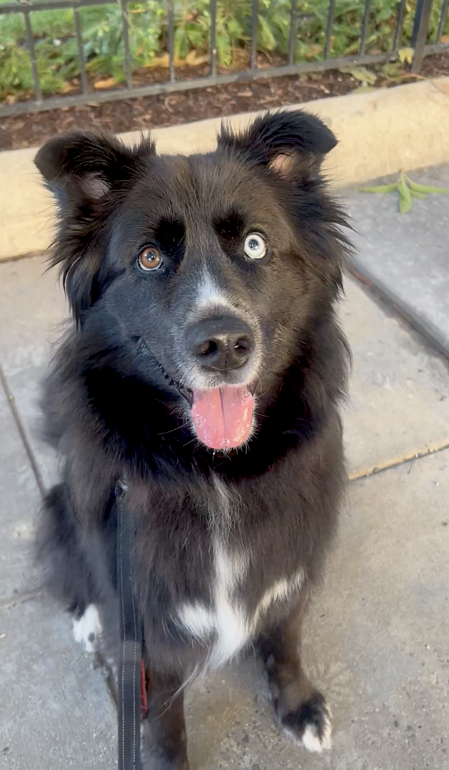 Ollie
