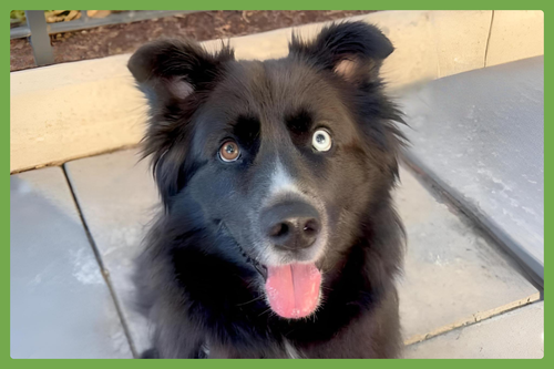 Ollie, an adoptable Siberian Husky in Amherst, MA