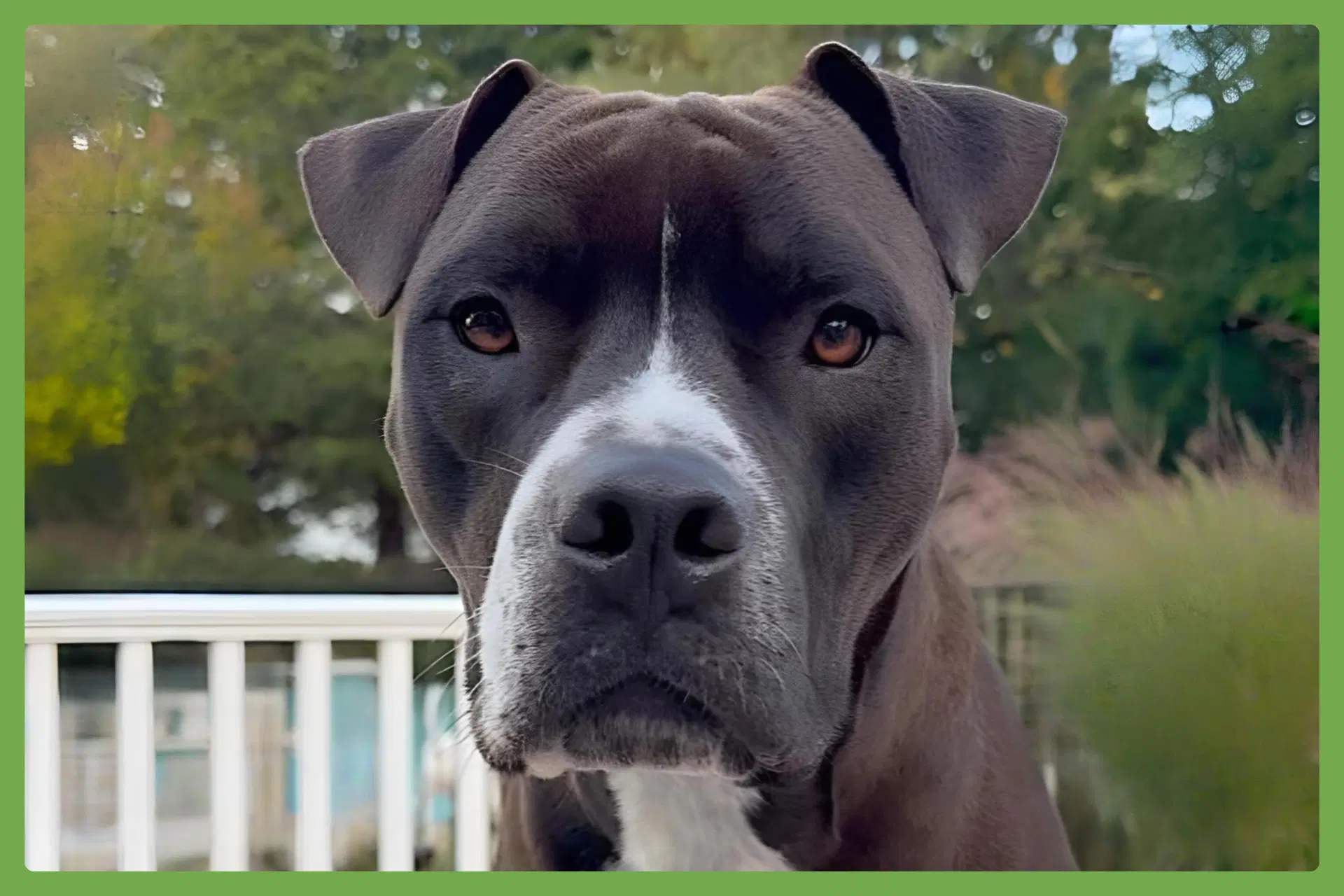 Spade - Boxer