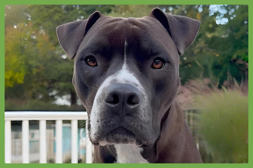 Spade, an adoptable Boxer in Amherst, MA