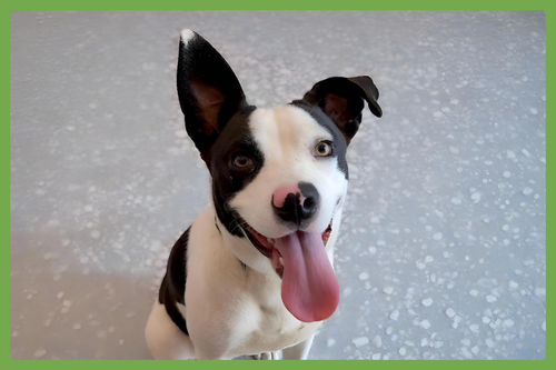 MooMoo, an adoptable American Pit Bull Terrier in Amherst, MA