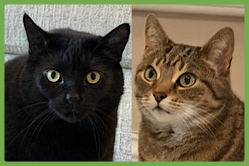 Cole and Fudge Ripple, an adoptable Domestic Short Hair in Amherst, MA