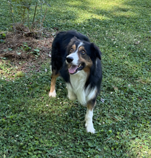 Darby, photo 2