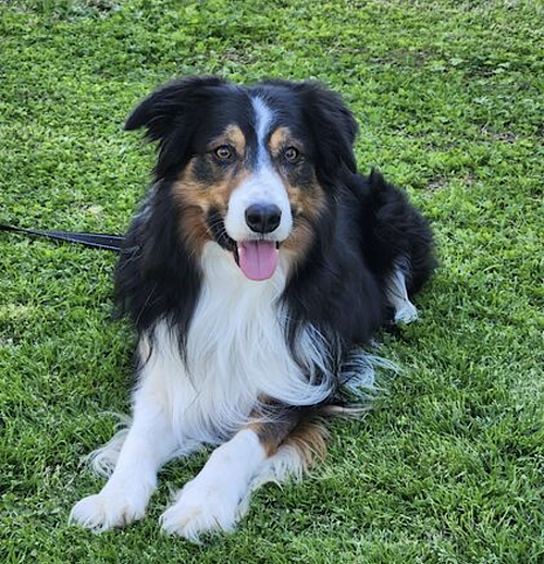 Darby, photo 4