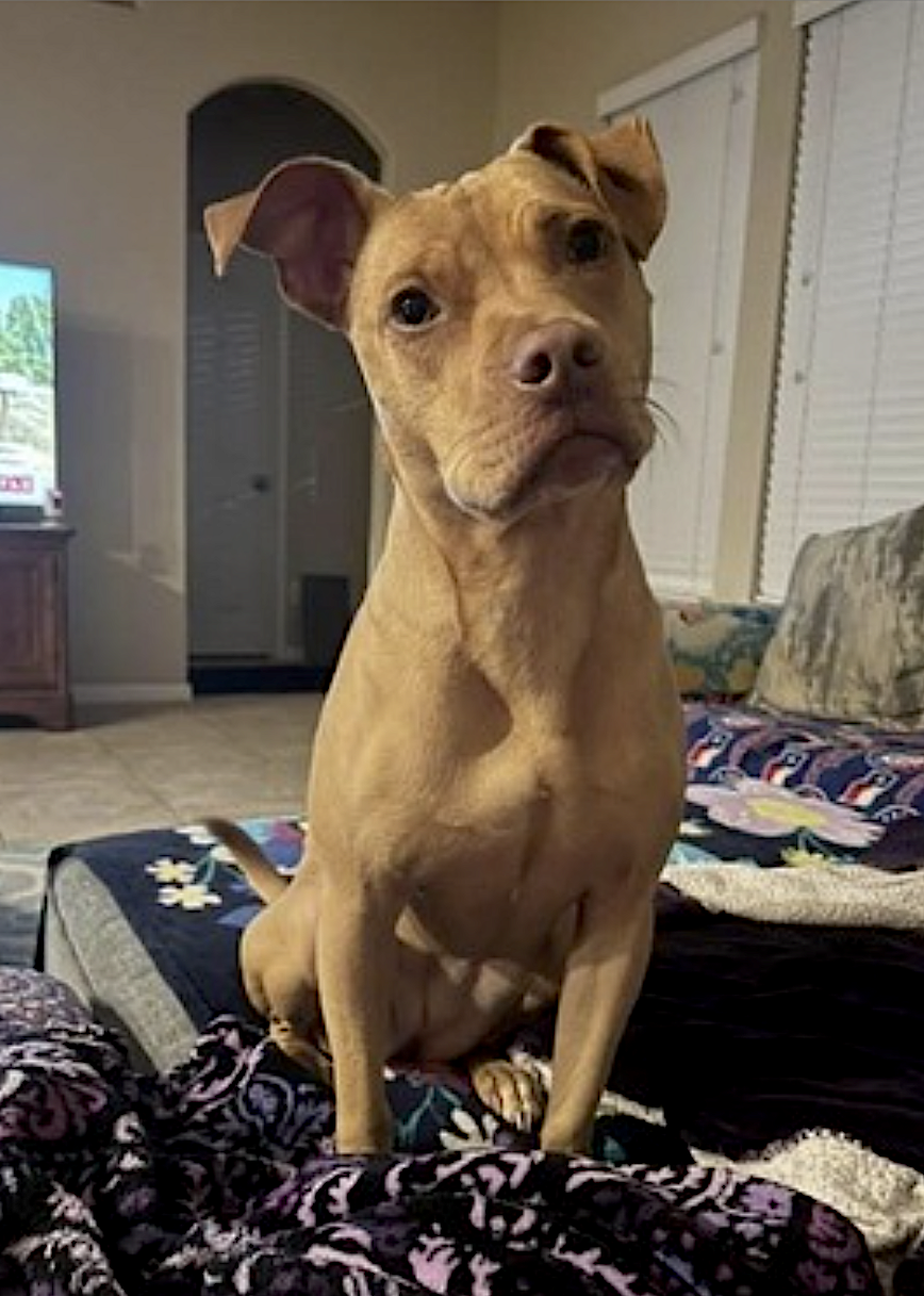 Gracie