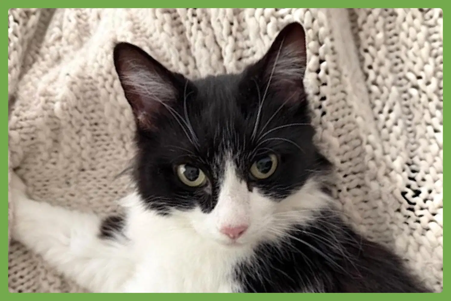 Sadie - Domestic Medium Hair