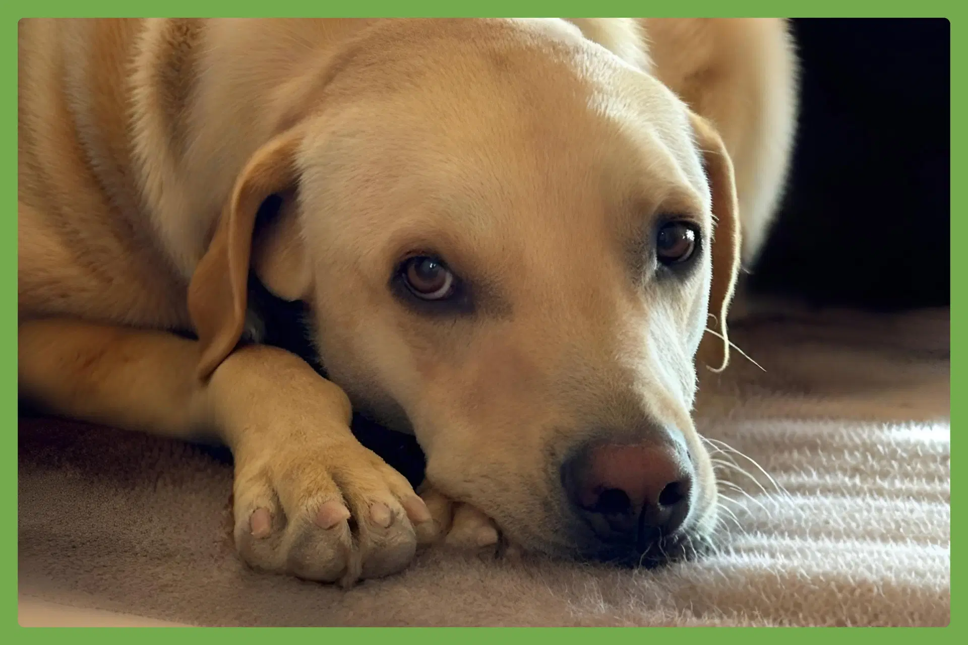 Taco - Labrador Retriever