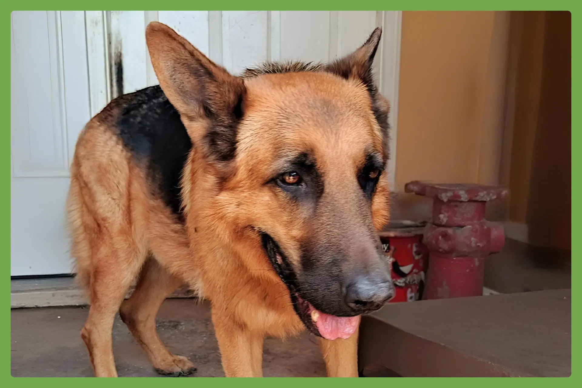 Bentley - German Shepherd Dog