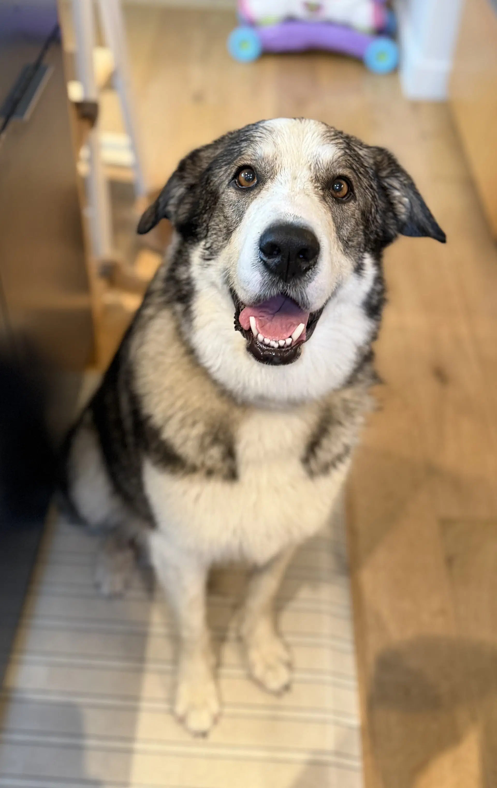 Merlin image 2