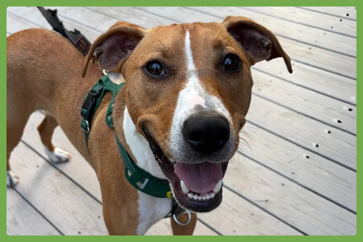 Humphrey - Hound