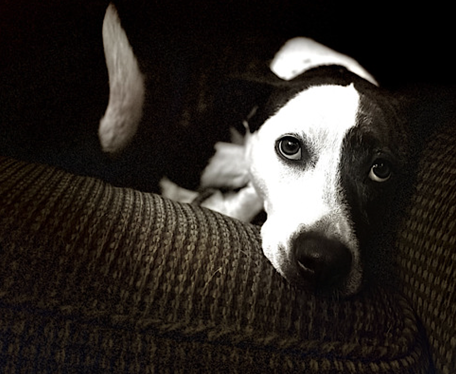 Penny