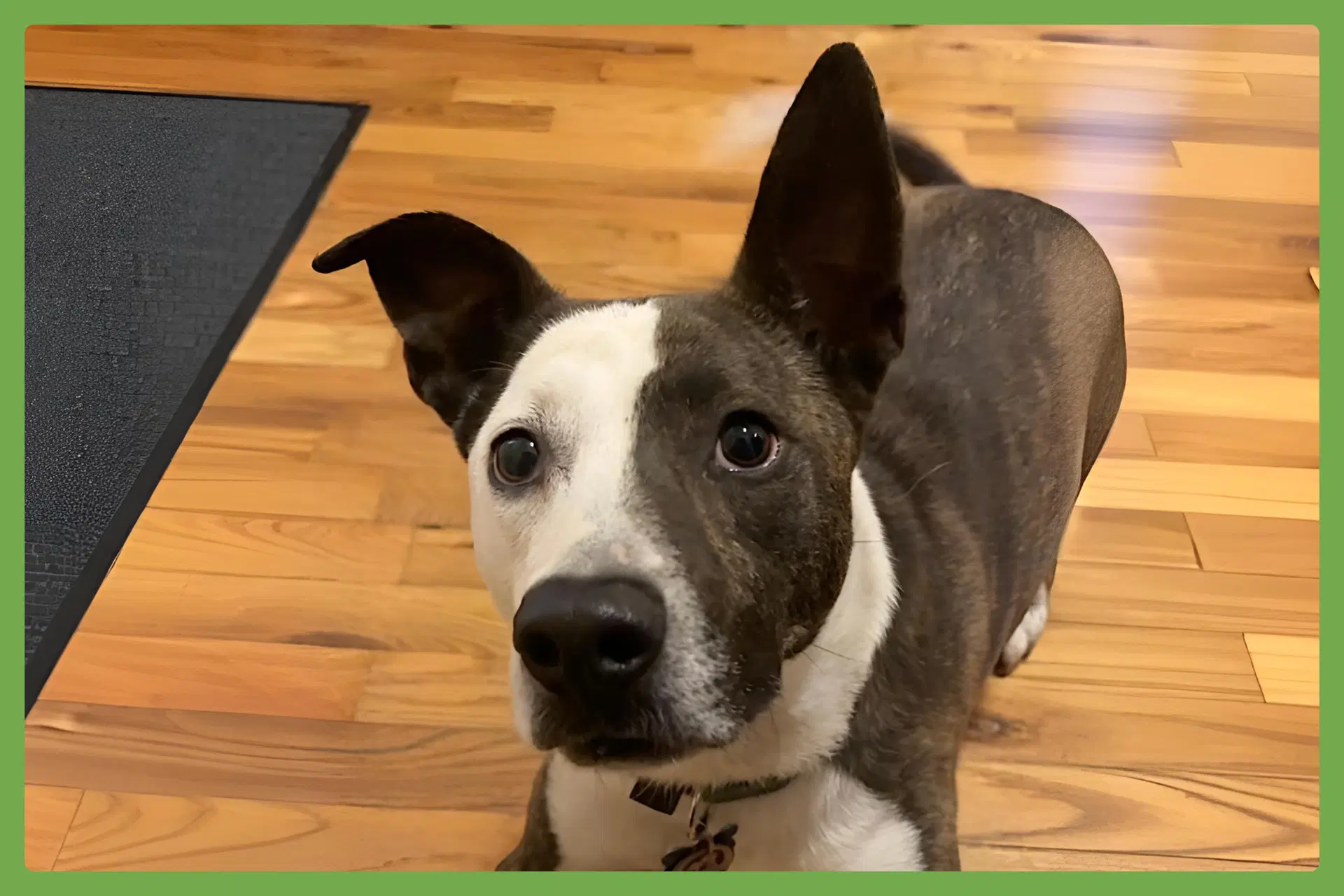Penny - American Pit Bull Terrier