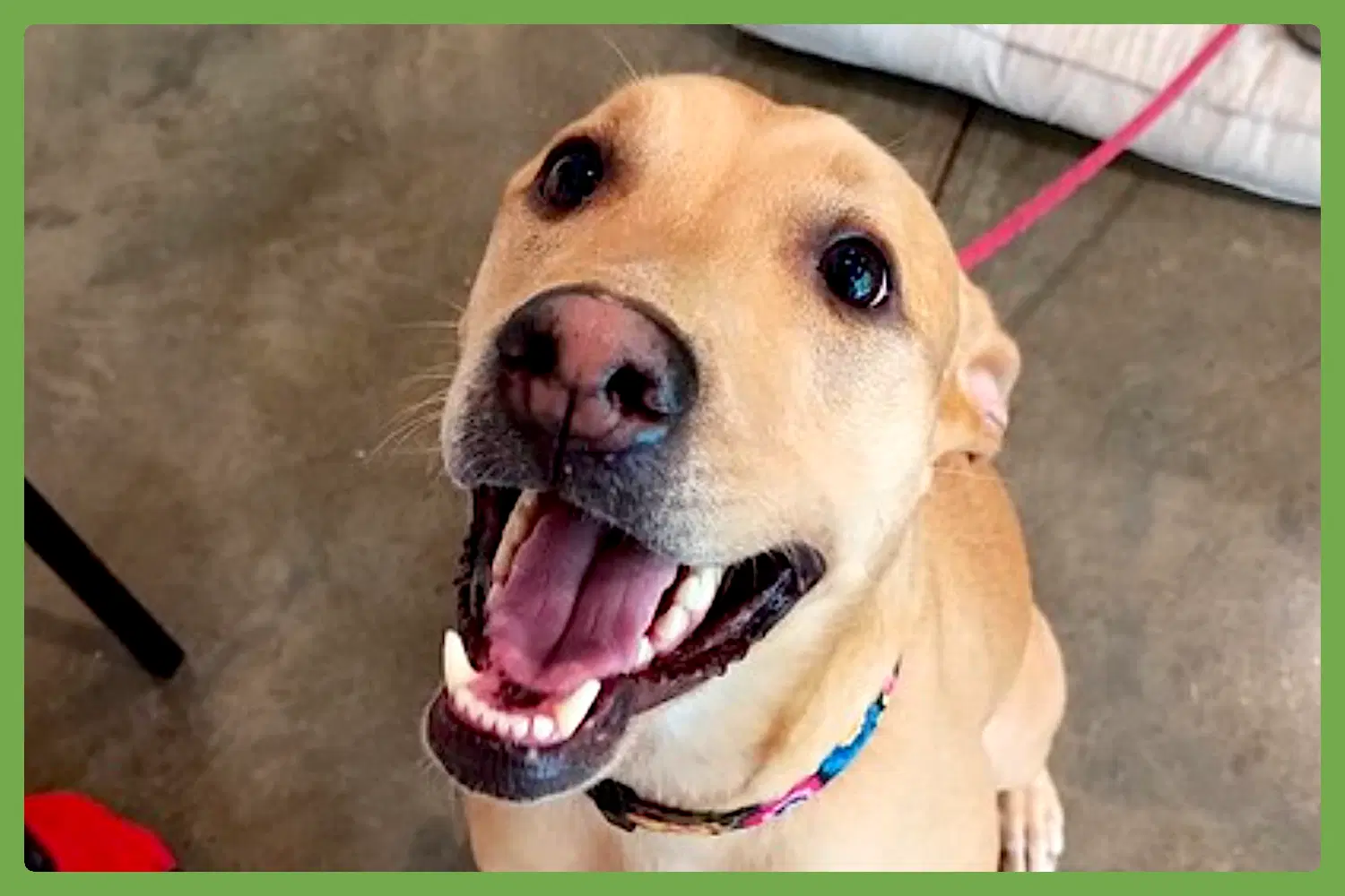 Hattie - Labrador Retriever