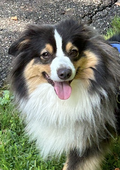 Nova, photo 3