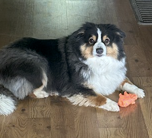 Nova, photo 7
