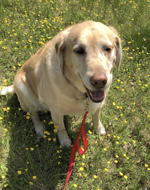 Cooper, photo 3