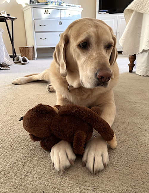Cooper, photo 5