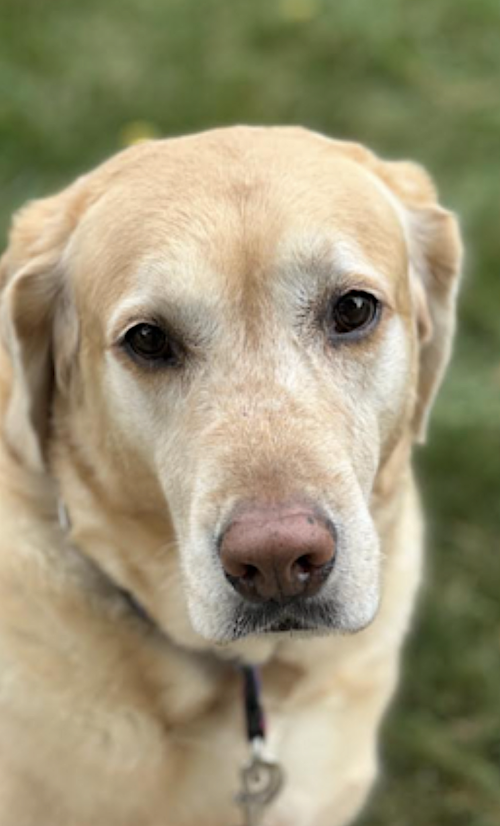 Cooper, photo 6