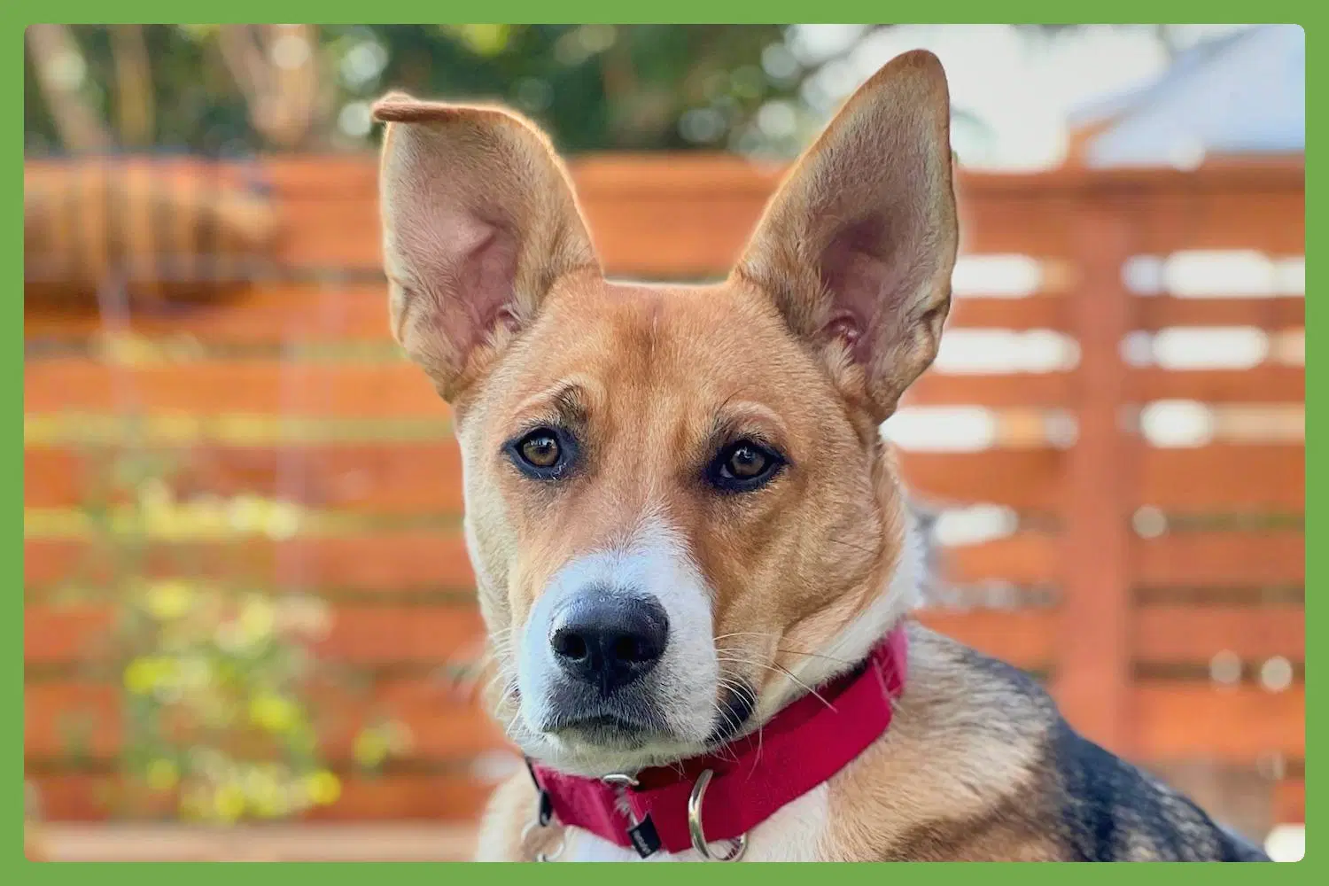 Bowie - German Shepherd Dog