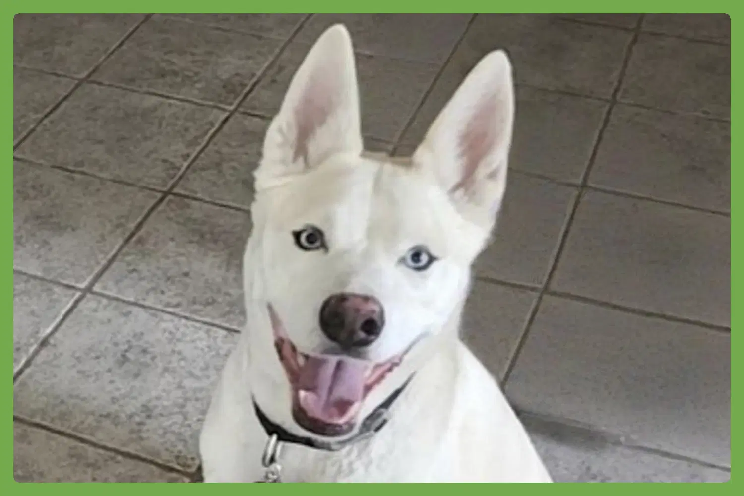 Buddy - Siberian Husky