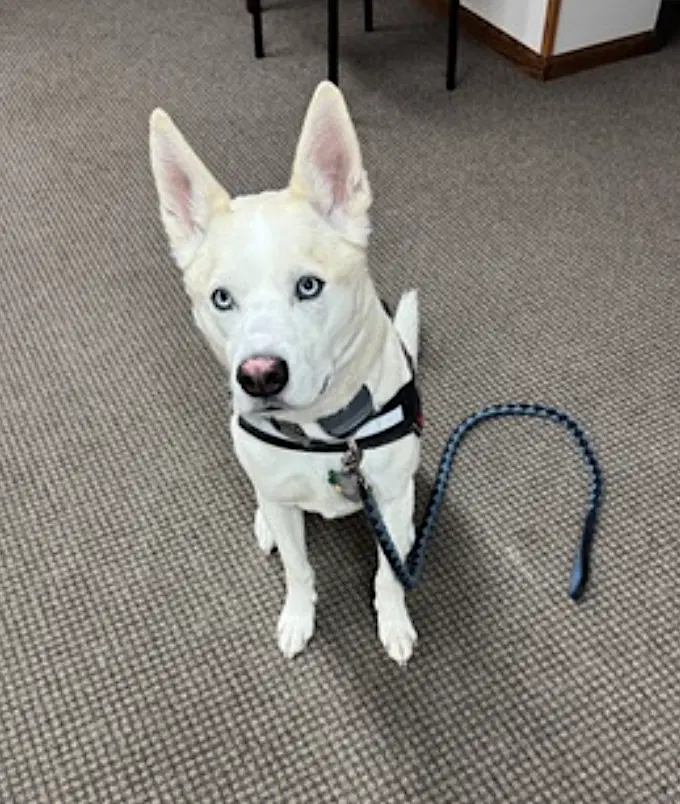 Buddy image 2